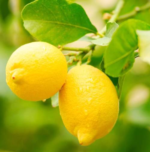 Lemon oil - Certified Organic  5